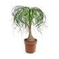 50 PCS Seeds Ponytail Palm, Elephant's Foot