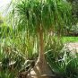 50 PCS Seeds Ponytail Palm, Elephant's Foot
