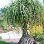 50 PCS Seeds Ponytail Palm, Elephant's Foot