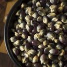 100 PCS Seeds Popcorn Shaman's Blue Zea Mays