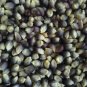 100 PCS Seeds Popcorn Shaman's Blue Zea Mays