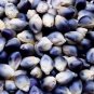 100 PCS Seeds Popcorn Shaman's Blue Zea Mays