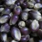 100 PCS Seeds Popcorn Shaman's Blue Zea Mays