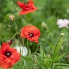 100 PCS Seeds Poppy Flower Coquelicot Flower