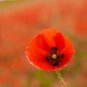 100 PCS Seeds Poppy Flower Coquelicot Flower