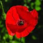 100 PCS Seeds Poppy Flower Coquelicot Flower