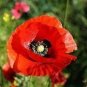 100 PCS Seeds Poppy Flower Coquelicot Flower