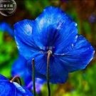 50 PCS Seeds Poppy Himalayan BLUE MECONOPSIS Rare Perennial Flower 50 PCS Seeds Poppy Himalayan BLUE MECONOPSIS Rare Perennial Flower