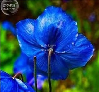 50 PCS Seeds Poppy Himalayan BLUE MECONOPSIS Rare Perennial Flower