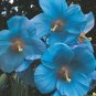 50 PCS Seeds Poppy Himalayan BLUE MECONOPSIS Rare Perennial Flower