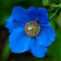 50 PCS Seeds Poppy Himalayan BLUE MECONOPSIS Rare Perennial Flower