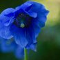 50 PCS Seeds Poppy Himalayan BLUE MECONOPSIS Rare Perennial Flower
