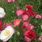 100 PCS Seeds Poppy Shirley Double Mix