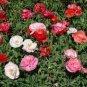 100 PCS Seeds Poppy Shirley Double Mix