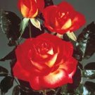 50 PCS Seeds Popular 'Music Star' Fragrant Rose Bush Bonsai Cut Flower