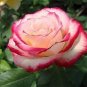 50 PCS Seeds Popular 'Music Star' Fragrant Rose Bush Bonsai Cut Flower