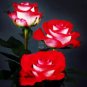 50 PCS Seeds Popular 'Music Star' Fragrant Rose Bush Bonsai Cut Flower