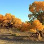 50 PCS Seeds Populus Euphratica Seeds Ornamental Euphrates Poplar Salt