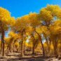 50 PCS Seeds Populus Euphratica Seeds Ornamental Euphrates Poplar Salt