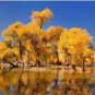 50 PCS Seeds Populus Euphratica Seeds Ornamental Euphrates Poplar Salt
