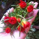 100 PCS Seeds Portulaca grandiflora 100 PCS Seeds Portulaca grandiflora