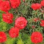 100 PCS Seeds Portulaca grandiflora