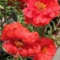 100 PCS Seeds Portulaca grandiflora