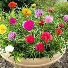 200 PCS Seeds Portulaca Grandiflora Mixed Colorful Moss Rose Flower