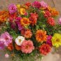 200 PCS Seeds Portulaca Grandiflora Mixed Colorful Moss Rose Flower