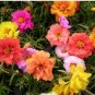 200 PCS Seeds Portulaca Grandiflora Mixed Colorful Moss Rose Flower