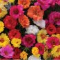 200 PCS Seeds Portulaca Grandiflora Mixed Colorful Moss Rose Flower