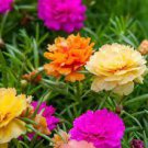 500 PCS Seeds Portulaca oleracea Purslane Double Flowers 500 PCS Seeds Portulaca oleracea Purslane Double Flowers