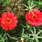 500 PCS Seeds Portulaca oleracea Purslane Double Flowers