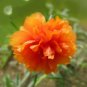 500 PCS Seeds Portulaca oleracea Purslane Double Flowers