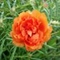 500 PCS Seeds Portulaca oleracea Purslane Double Flowers