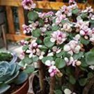 50 PCS Seeds Portulacaria afra sementes 50 PCS Seeds Portulacaria afra sementes