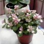 50 PCS Seeds Portulacaria afra sementes