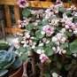 50 PCS Seeds Portulacaria afra sementes