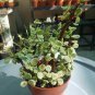50 PCS Seeds Portulacaria afra sementes