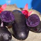 100 PCS Seeds Potato Purple Color 100 PCS Seeds Potato Purple Color