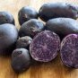 100 PCS Seeds Potato Purple Color