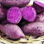 100 PCS Seeds Potato Seeds Purple Color