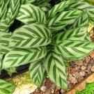 100 PCS Seeds Potted Flowers Calathea