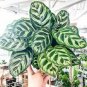 100 PCS Seeds Potted Flowers Calathea