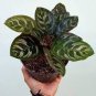 100 PCS Seeds Potted Flowers Calathea
