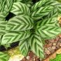 100 PCS Seeds Potted Flowers Calathea