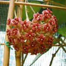 100 PCS Seeds Potted Hoya Carnosa Flower Flores Garden Plants Perennial 100 PCS Seeds Potted Hoya Carnosa Flower Flores Garden Plants Perennial