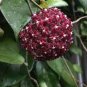 100 PCS Seeds Potted Hoya Carnosa Flower Flores Garden Plants Perennial