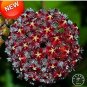 100 PCS Seeds Potted Hoya Carnosa Flower Flores Garden Plants Perennial