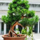 20 PCS Seeds Potted Pine Tree Seeds Pinus Thunbergii Podocarpus macrophyllus 20 PCS Seeds Potted Pine Tree Seeds Pinus Thunbergii Podocarpus macrophyllus